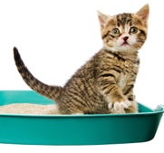 How to train a cat to use the litter box.