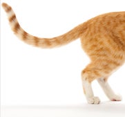 How to stop cats from spraying.